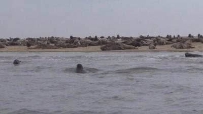 Seals at Scroby Sands