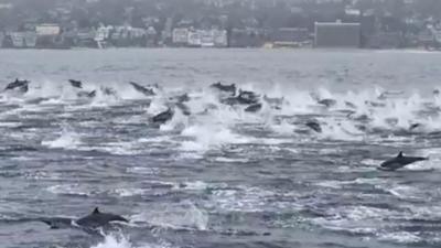 Dolphins stampede off California coast