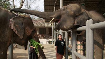 Elephants in the hospital