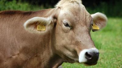 A cow in a field