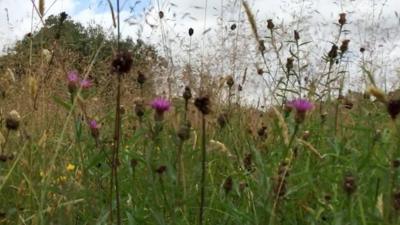 Wild flowers