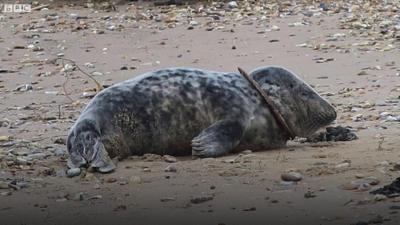 Seal with ring around its neck