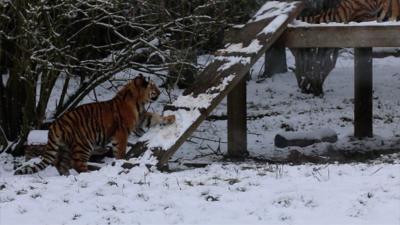 Amur tiger tries to climb a ramp