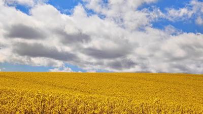 A yellow crop of flowers fills a field with huge white clouds in a blue sky 