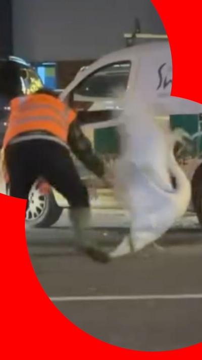 Person in an orange safety vest handling a swan near a vehicle in a car park at night.