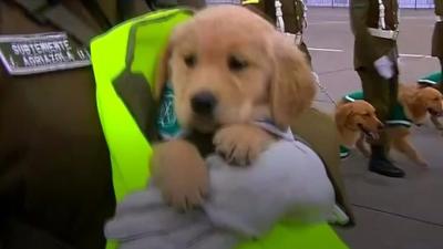 Puppy in parade