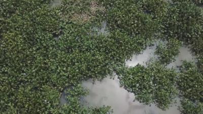 Water hyacinths