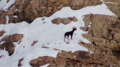 Nala the dog on a snowy mountain