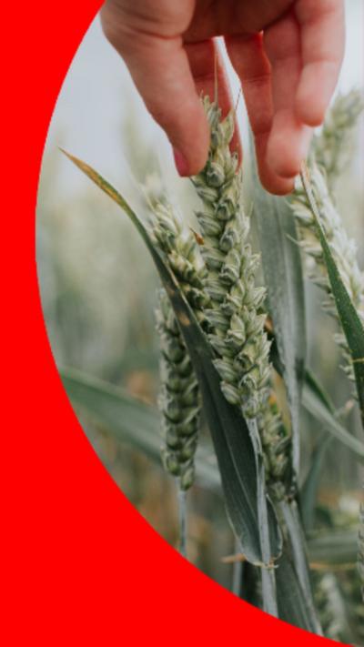 A child's hand touching an unripe wheat spring in a wheat field.