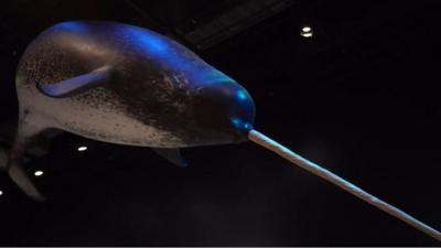 narwhal