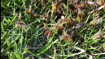 Flying ants on the grass