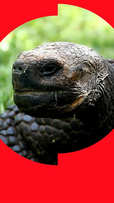 A tortoise head looking to the left 