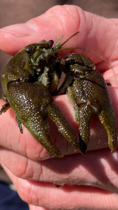 A small crayfish is being held in a human hand. The colour of the crayfish is dark green and brown with a slightly mottled appearance.
