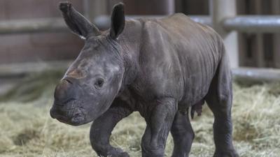 Baby rhino