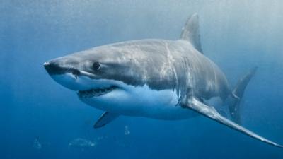 Great white shark