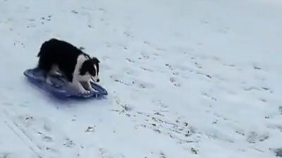 Secret the Australian Shepherd in Iowa.