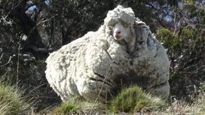 Very woolly sheep