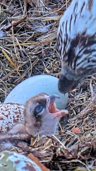 Osprey chick feeds for the first time