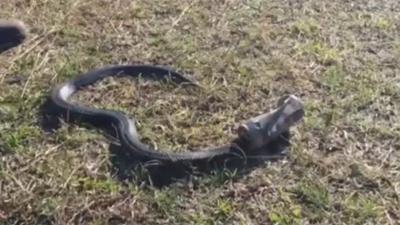 Snake with head stuck in tin can