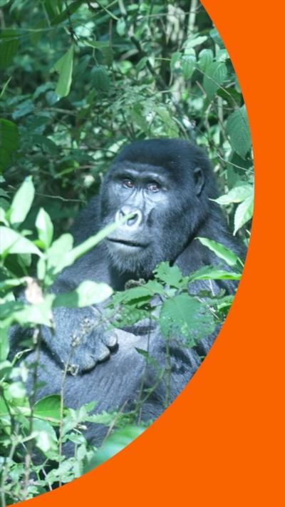 A mountain gorilla is seen sat on the floor in a forest, surrounded by branches and leaves.
