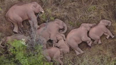 elephants sleeping