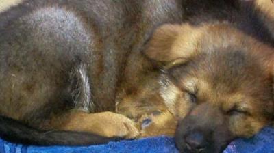 Police dog Finn sleeping.