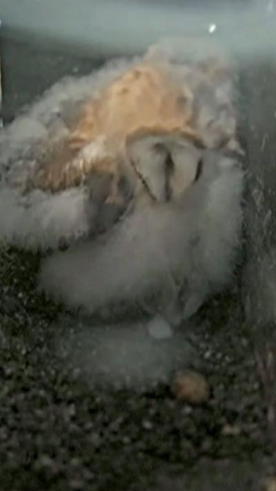 A barn owl owlet sits in its nest. It is still quite young and has a lot of fluffy white feathers. Its eyes are closed.