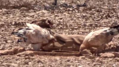 Egyptian vultures dipping their heads in red mud