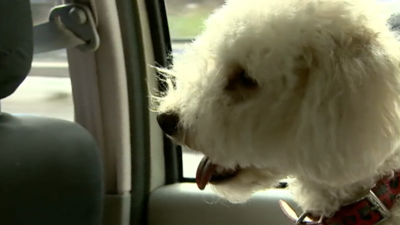 Buster the dog in Jamie Agar's taxi