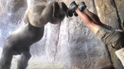 A gorilla doing a handstand.