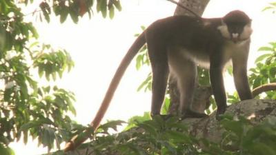 Monkey in Ugandan forest