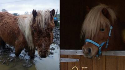 Tink the miniature Shetland pony