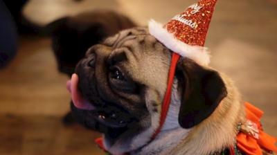 Pug wearing a Santa hat