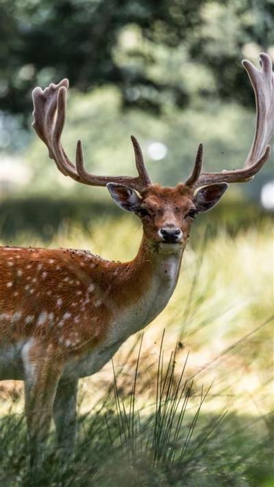 A deer in a field.