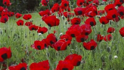 A field of poppies