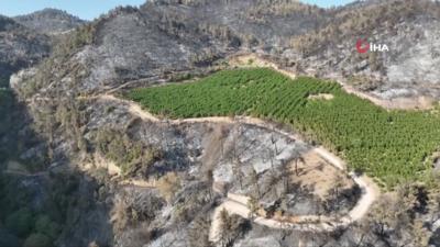Aerial image shows orchard the survived wildfire that damaged all the land surrounding it