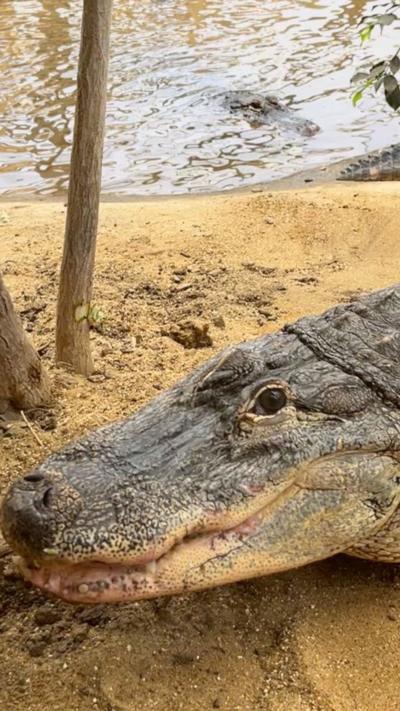 The upper body of a crocodile, side-on, appears to walk over a sandy bank, with water in the background.