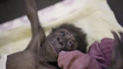 Bristol Zoo's baby gorilla