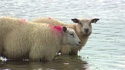 Two sheep in a flooded field