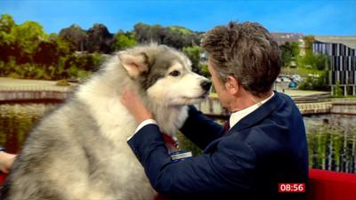 Thunder the service dog gets sniffed on the sofa by BBC Breakfast's Charlie Stayt