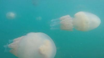 Jellyfish