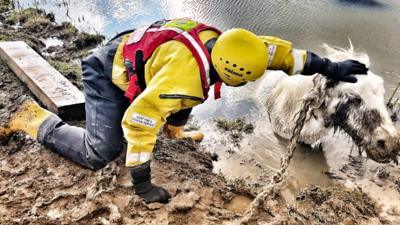 Horse rescued from muddy water