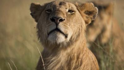 File picture of lioness in Maasai Mara, Kenya