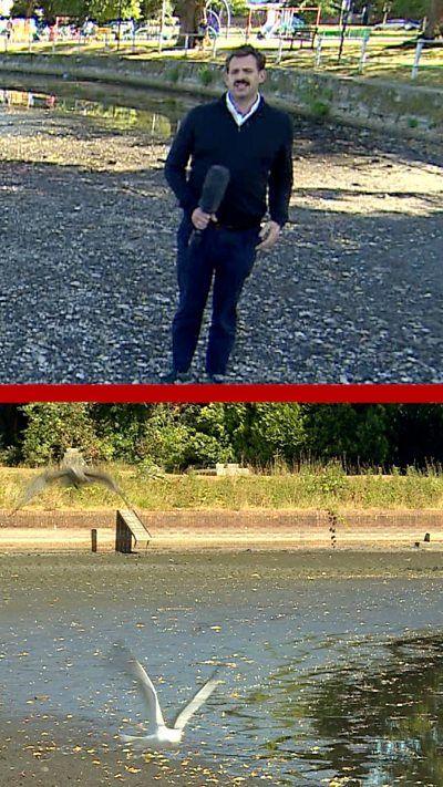 A Vertical image split in two. On the top is a reporter holding a microphone talking to the camera and on the bottom is a pond with a few birds flying a cross it.