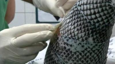 Tilapia skin