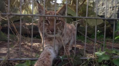 Lynx looking at camera through wire fence, one paw stretched out in front of her.