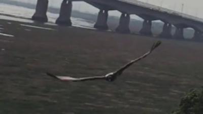 The lammergeier vulture near the second Severn Crossing