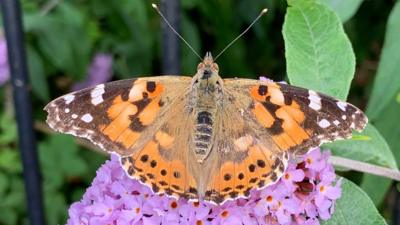 Painted lady butterfly