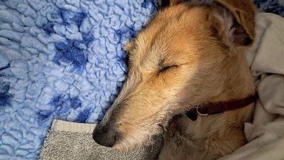 A long-nosed golden-haired dog lying on a blanket, with another blanket over her, with her eyes closed