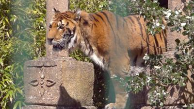 Tiger on the Isle of Wight